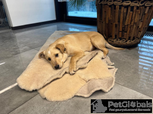 Foto №3. Ich gebe Welpen in guten Händen für 3 Monate.. Russische Föderation