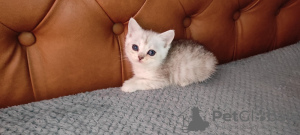 Foto №2 zu Ankündigung № 11425 zu verkaufen schottische faltohrkatze - einkaufen Ukraine vom kindergarten, züchter