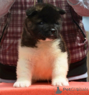 Foto №4. Ich werde verkaufen akita in der Stadt Jagodina. züchter - preis - verhandelt