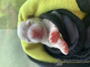 Foto №1. malteser - zum Verkauf in der Stadt Moskova | verhandelt | Ankündigung № 146079