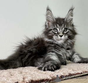 Foto №1. maine-coon-katze - zum Verkauf in der Stadt Baden-Baden | 990€ | Ankündigung № 163716