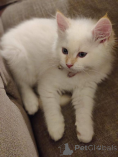 Foto №1. sibirische katze - zum Verkauf in der Stadt Беттамбур | 350€ | Ankündigung № 141875