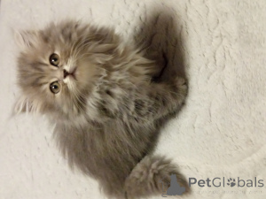 Foto №3. Britisch lange Haare. Türkei