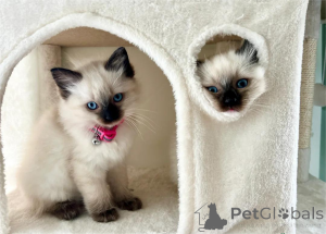 Foto №1. ragdoll-katze - zum Verkauf in der Stadt Brück | 350€ | Ankündigung № 154977