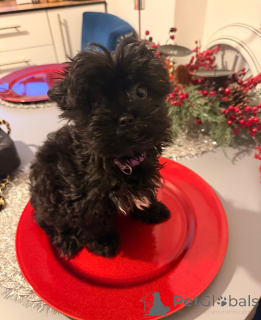 Foto №3. Schönes Yorkshire-Terrier-Mädchen bereit zu gehen. Kroatien