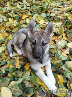 Foto №4. Ich werde verkaufen mischlingshund in der Stadt Москва. quotient 	ankündigung - preis - Frei