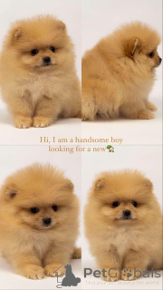 Foto №3. Pomeranian puppies. Serbien