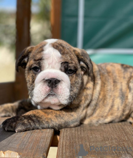 Foto №2 zu Ankündigung № 11163 zu verkaufen englische bulldogge - einkaufen Australien quotient 	ankündigung