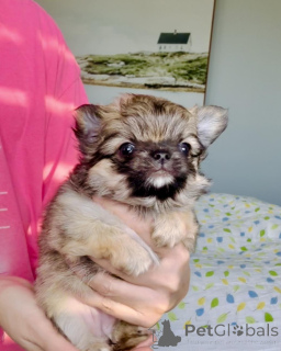 Foto №1. chihuahua - zum Verkauf in der Stadt Aschaffenburg | verhandelt | Ankündigung № 160056