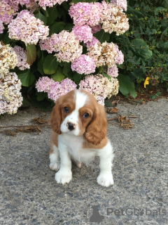 Foto №3. Entzückende Cavalier King Charles Welpen zur kostenlosen Adoption. Deutschland