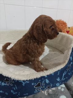 Foto №4. Ich werde verkaufen otterhund in der Stadt Belgrad.  - preis - verhandelt