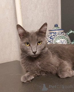 Foto №4. Ich werde verkaufen russisch blau in der Stadt Moskova. quotient 	ankündigung - preis - Frei