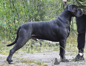 Zusätzliche Fotos: Cane Corso Welpen