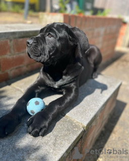 Foto №2 zu Ankündigung № 95250 zu verkaufen cane corso italiano - einkaufen Deutschland züchter