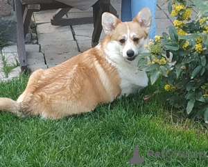 Foto №4. Ich werde verkaufen welsh corgi in der Stadt Gomel. quotient 	ankündigung - preis - 687€