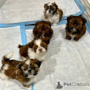 Foto №2 zu Ankündigung № 165284 zu verkaufen shih tzu - einkaufen Belgien quotient 	ankündigung, züchter