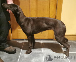Foto №2 zu Ankündigung № 46384 zu verkaufen greyhound - einkaufen Irland züchter