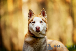 Foto №2 zu Ankündigung № 120233 zu verkaufen siberian husky - einkaufen Russische Föderation quotient 	ankündigung