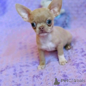 Foto №3. Teetasse Chihuahua Welpen zur Adoption und Rehoming. USA