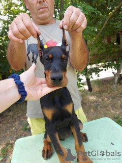 Foto №2 zu Ankündigung № 109198 zu verkaufen dobermann - einkaufen Serbien 