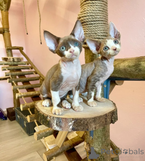 Foto №1. devon rex - zum Verkauf in der Stadt Haan | 350€ | Ankündigung № 173917