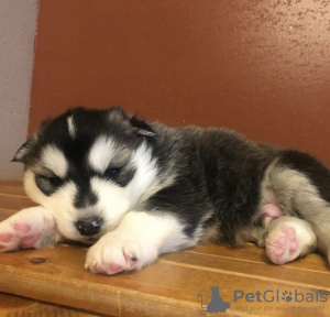 Foto №1. siberian husky - zum Verkauf in der Stadt Rochester | 473€ | Ankündigung № 99744