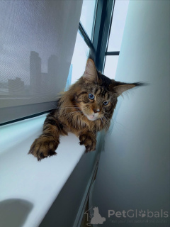 Foto №1. maine-coon-katze - zum Verkauf in der Stadt Amberg | verhandelt | Ankündigung № 155508