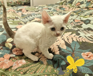 Foto №1. devon rex - zum Verkauf in der Stadt Hamburg | 872€ | Ankündigung № 160334