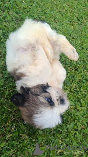 Foto №3. Shih Tzu Welpen zum Verkauf. Polen