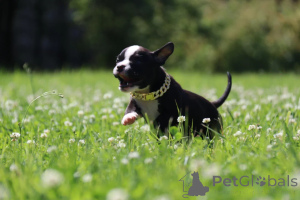 Foto №3. Miniaturmädchen Amerikanische Bools. Russische Föderation