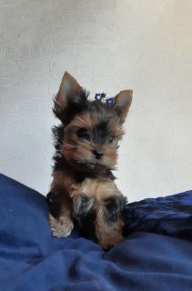Foto №3. Yorkshire-Terrier für Jungen und Mädchen. Weißrussland