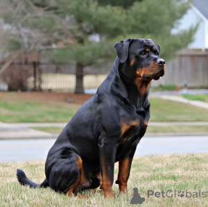 Foto №2 zu Ankündigung № 168813 zu verkaufen deutscher schäferhund - einkaufen USA quotient 	ankündigung