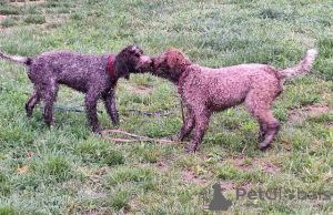 Zusätzliche Fotos: Lagotto Romagnolo Welpen