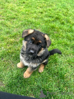 Foto №2 zu Ankündigung № 140711 zu verkaufen deutscher schäferhund - einkaufen Deutschland züchter