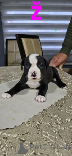 Foto №3. Pit blue is worn by Puppies. Serbien