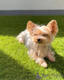 Foto №2 zu Ankündigung № 132661 zu verkaufen yorkshire terrier - einkaufen Portugal züchter