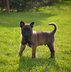 Foto №2 zu Ankündigung № 43854 zu verkaufen belgischer schäferhund - einkaufen Polen quotient 	ankündigung