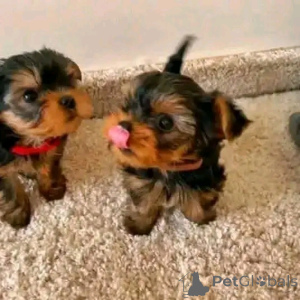 Foto №4. Ich werde verkaufen yorkshire terrier in der Stadt Chicago. züchter - preis - 425€