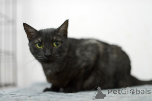 Foto №2 zu Ankündigung № 159232 zu verkaufen  - einkaufen Russische Föderation quotient 	ankündigung