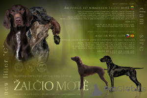 Foto №1. deutsch kurzhaar - zum Verkauf in der Stadt Šiauliai | 1300€ | Ankündigung № 146050