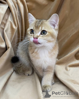 Foto №1. chinchilla-katze - zum Verkauf in der Stadt Taschkent | 189€ | Ankündigung № 102773