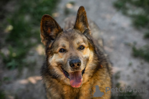 Foto №4. Ich werde verkaufen mischlingshund in der Stadt Москва. quotient 	ankündigung - preis - Frei