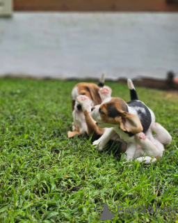 Foto №2 zu Ankündigung № 123018 zu verkaufen beagle - einkaufen Deutschland quotient 	ankündigung