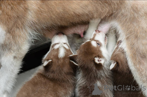 Foto №4. Ich werde verkaufen mischlingshund in der Stadt Glasgow. züchter - preis - 850€