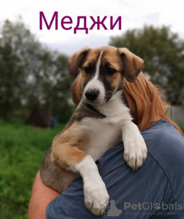 Foto №1. mischlingshund - zum Verkauf in der Stadt Москва | Frei | Ankündigung № 7886