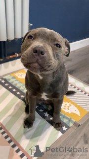 Foto №2 zu Ankündigung № 100198 zu verkaufen amerikanischer staffordshire terrier - einkaufen Ungarn quotient 	ankündigung