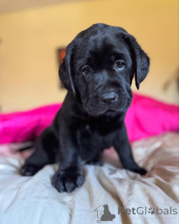 Foto №4. Ich werde verkaufen labrador retriever in der Stadt Manchester. quotient 	ankündigung - preis - 300€
