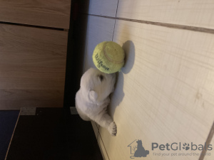 Foto №3. Schottischer Teter zu verkaufen. Litauen