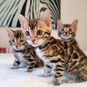 Foto №1. bengal katzenrasse - zum Verkauf in der Stadt Espoo | 500€ | Ankündigung № 171030