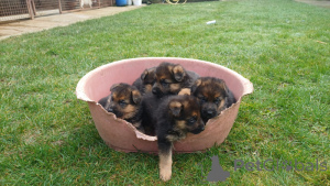 Foto №1. deutscher schäferhund - zum Verkauf in der Stadt Aalter | verhandelt | Ankündigung № 164903